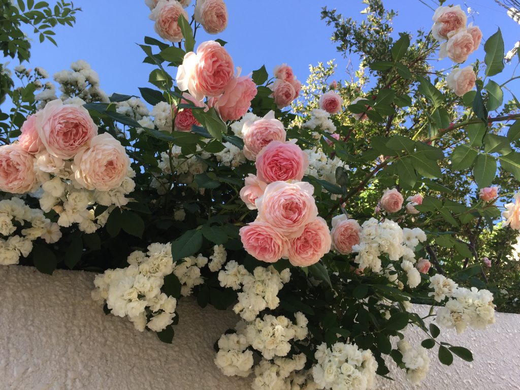 バラの庭